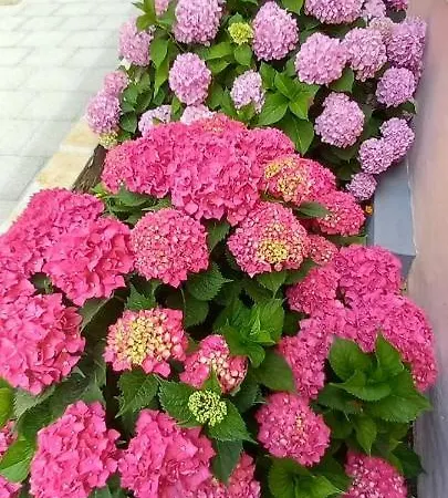 Fantasy Appartement Šibenik