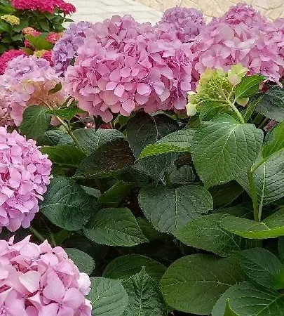 Fantasy Appartement Šibenik