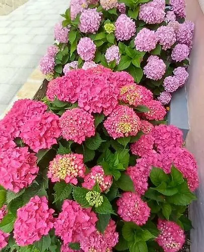 Fantasy Apartament Szybenik