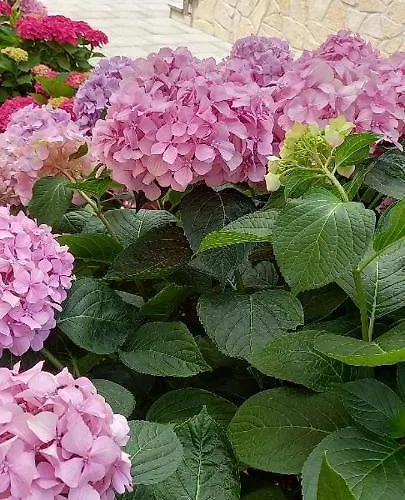 Fantasy Apartament Szybenik